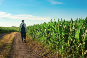 Read more about the article Senate Framework for Farm Bill